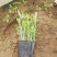 千屈菜，水生植物，山东千屈菜，千屈菜苗，千屈菜基地
