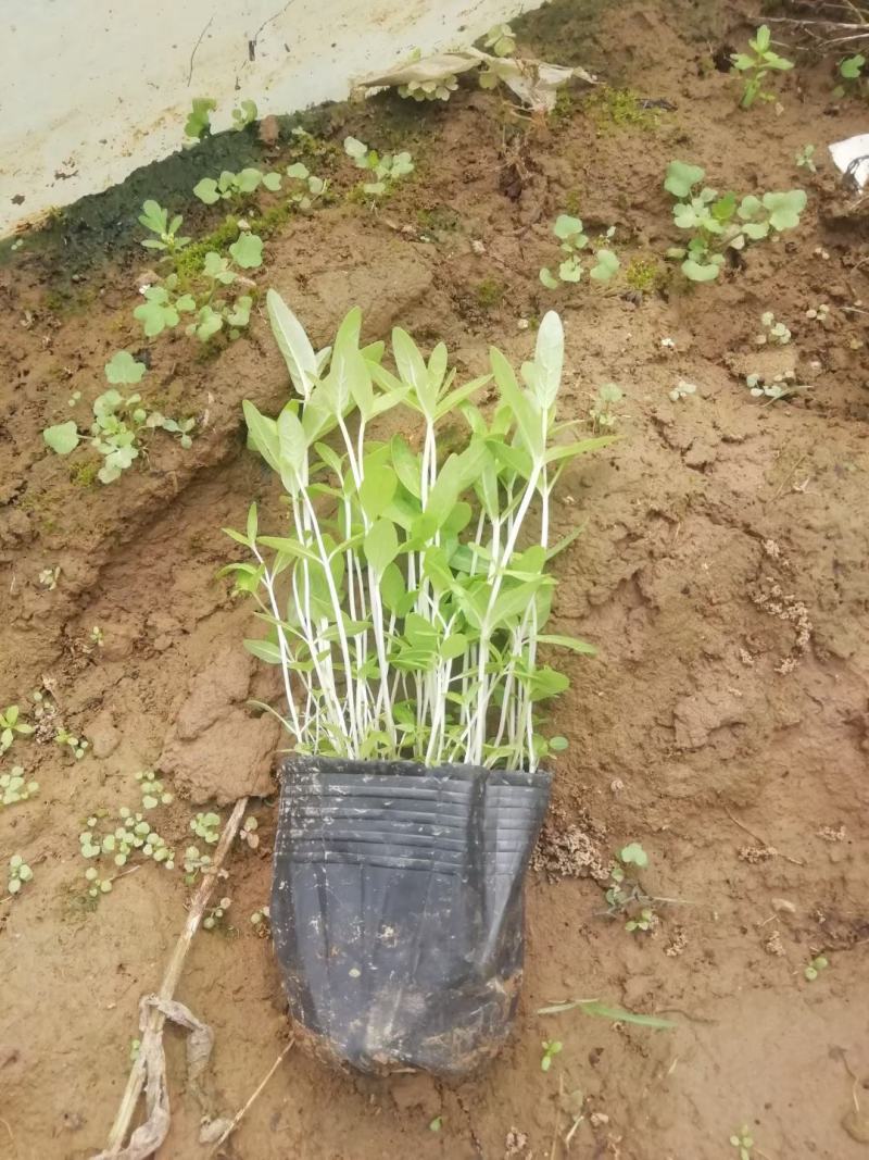 千屈菜，水生植物，山东千屈菜，千屈菜苗，千屈菜基地