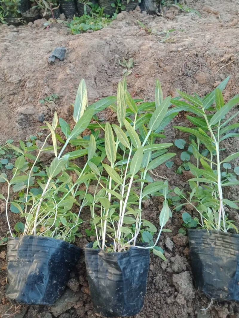 千屈菜，水生植物，山东千屈菜，千屈菜苗，千屈菜基地