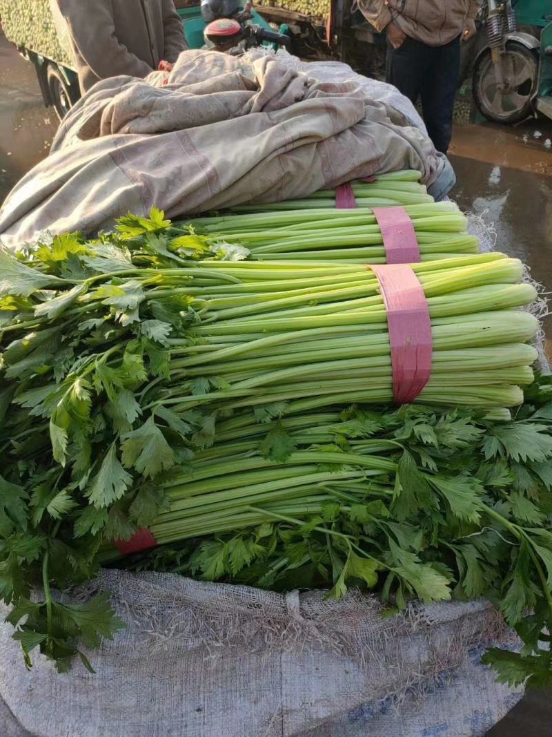 精品芹菜高度适中叶绿叶肥价格便宜欢迎来电
