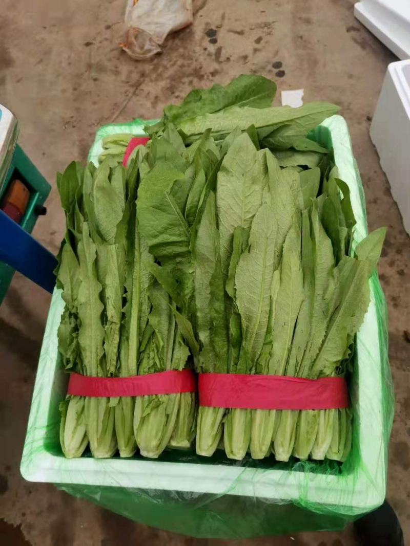 优质油麦菜保质保量常年供应物美价廉，产地直销