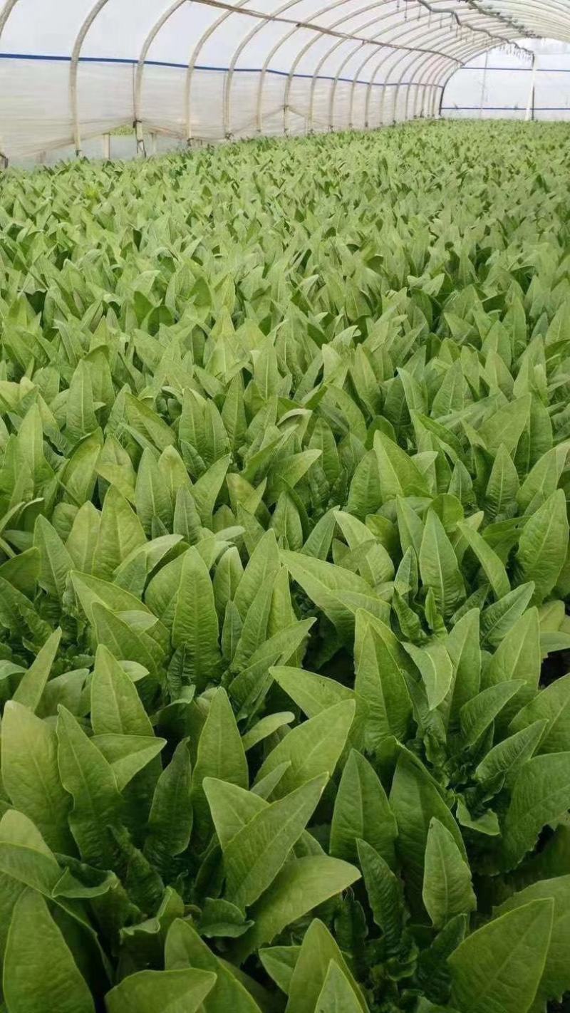 优质油麦菜保质保量常年供应物美价廉，产地直销