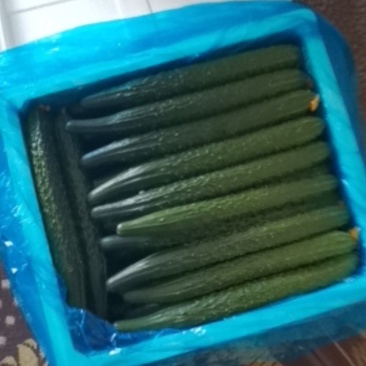 精品黄瓜，诚信代收张利志