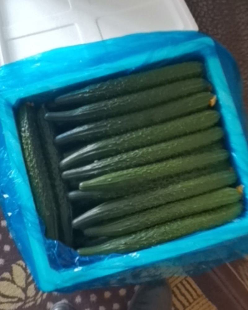 精品黄瓜，诚信代收张利志