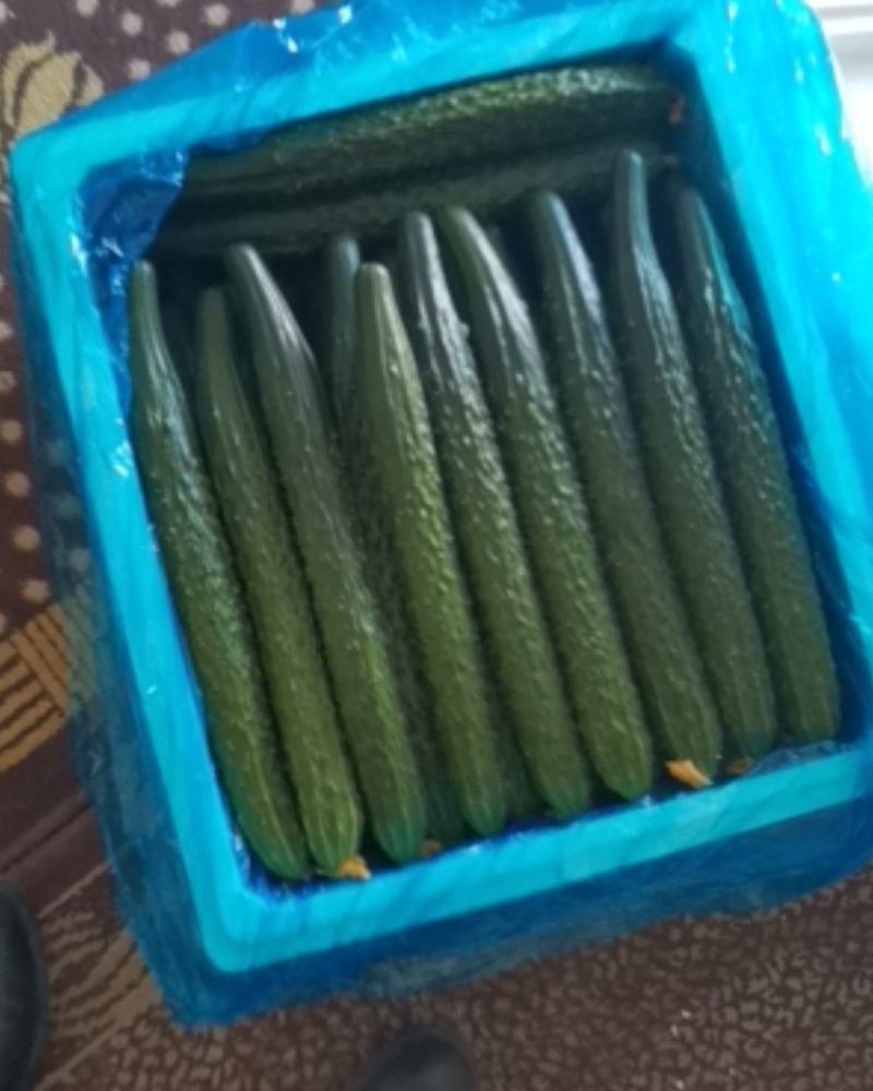 精品黄瓜，诚信代收张利志