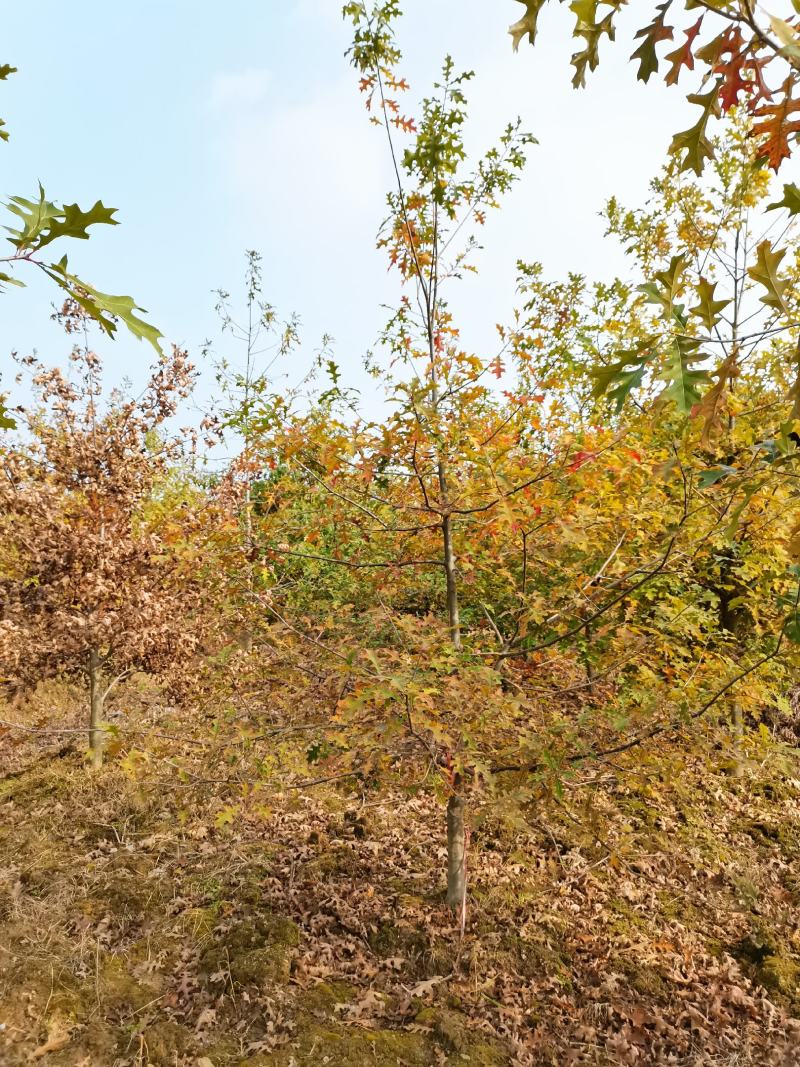 娜塔栎6-15公分各种规格18公分娜塔栎长兴泗安