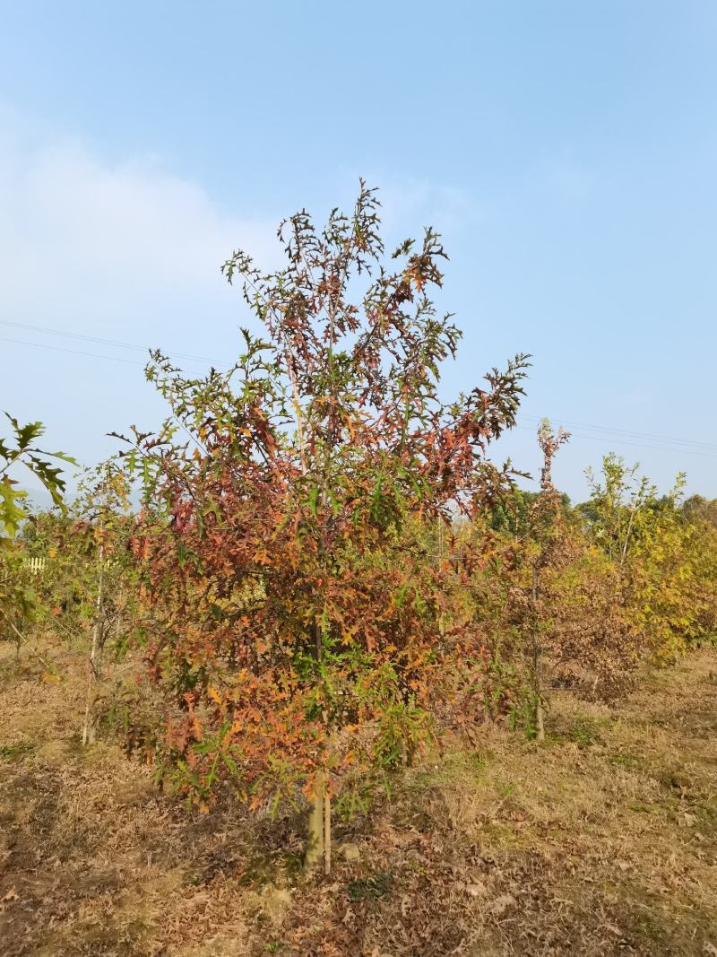 娜塔栎6-15公分各种规格18公分娜塔栎长兴泗安