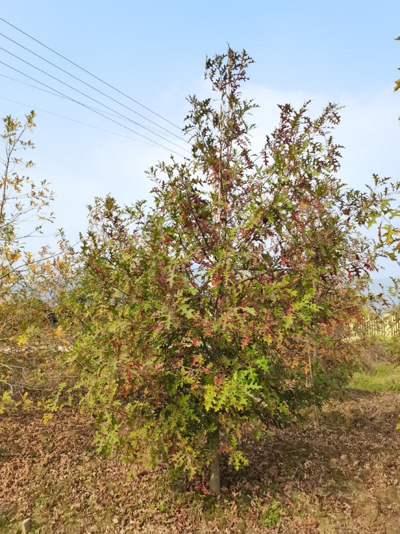 娜塔栎6-15公分各种规格18公分娜塔栎长兴泗安