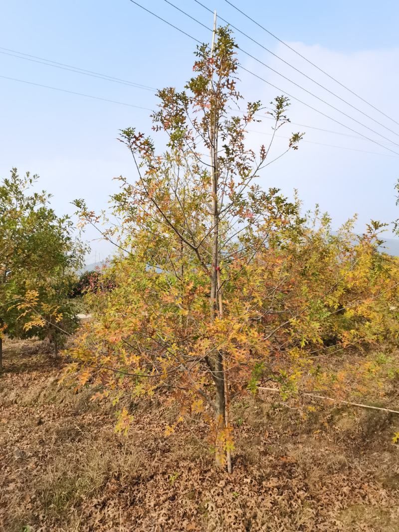 娜塔栎6-15公分各种规格18公分娜塔栎长兴泗安
