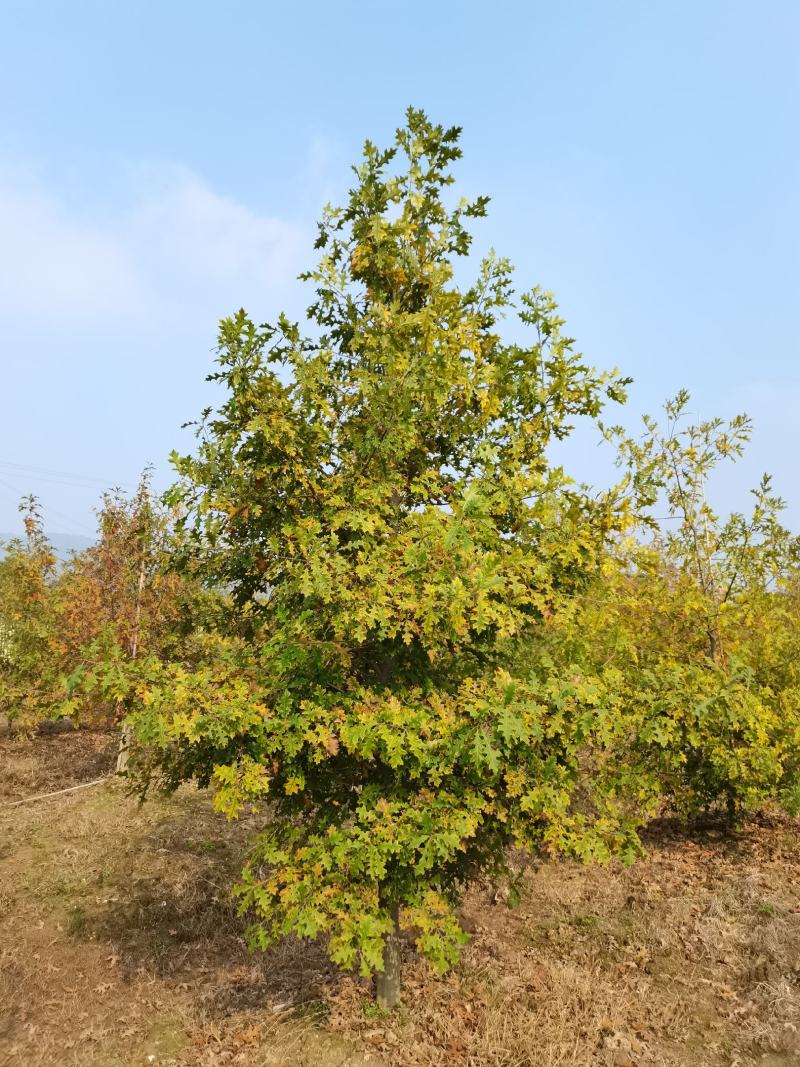 娜塔栎6-15公分各种规格18公分娜塔栎长兴泗安