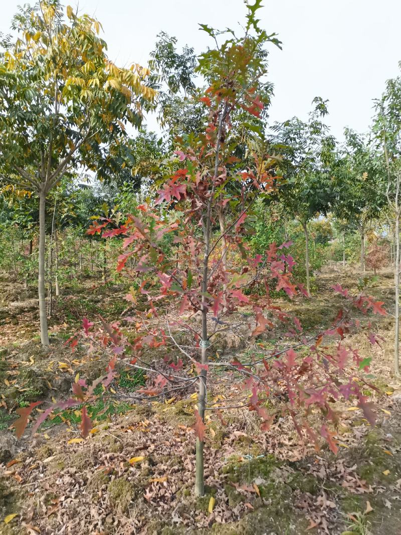 娜塔栎6-15公分各种规格18公分娜塔栎长兴泗安
