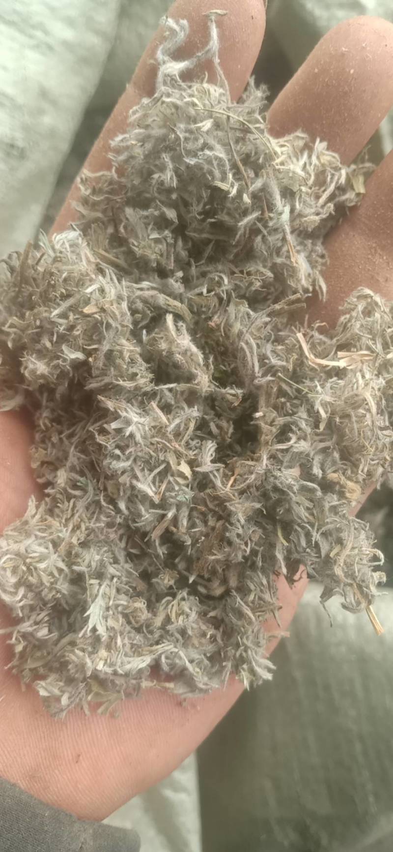 绵茵陈新货色好切片，药交高，可饮茶零售批发一手货