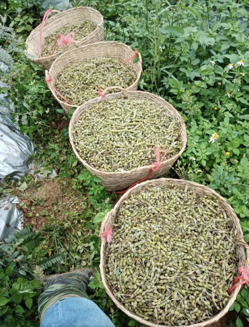 山豆根种子颗颗饱满