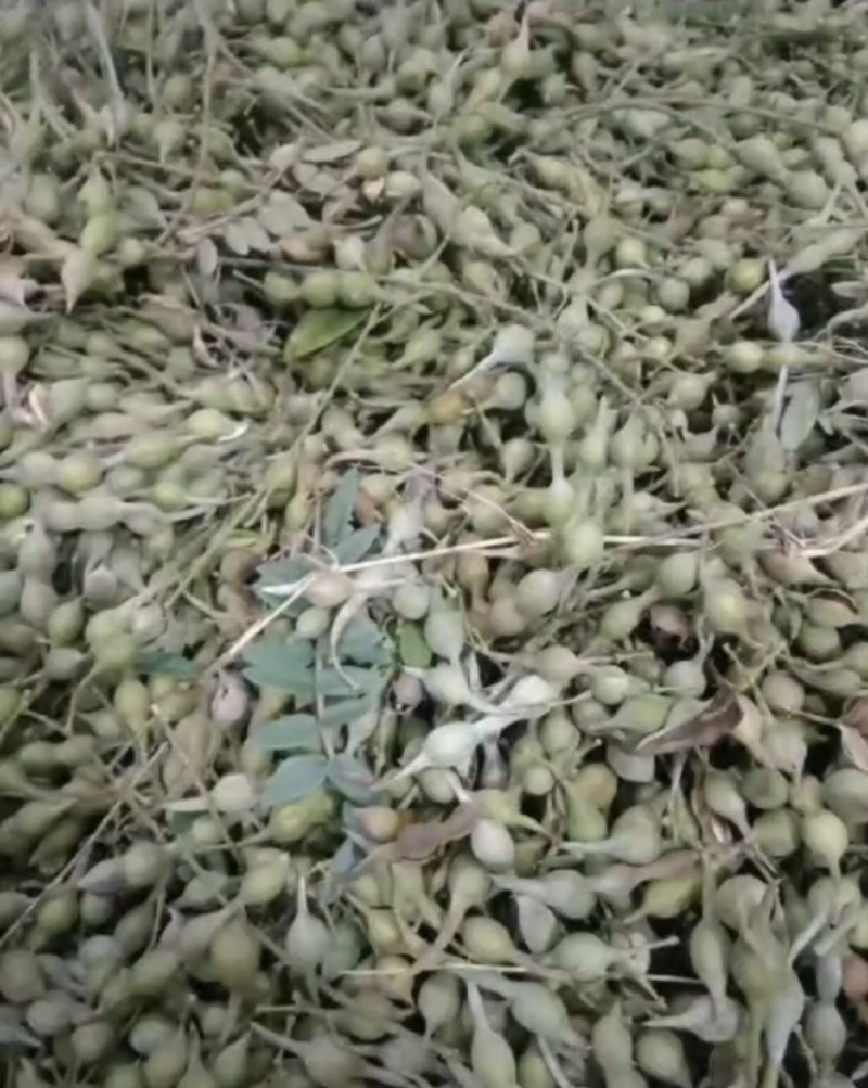 山豆根种子颗颗饱满