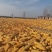 玉米欢迎过来玉米玉米