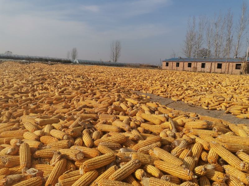 玉米欢迎过来玉米玉米