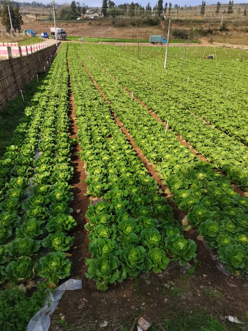 黄心大白菜，欢迎大家采购
