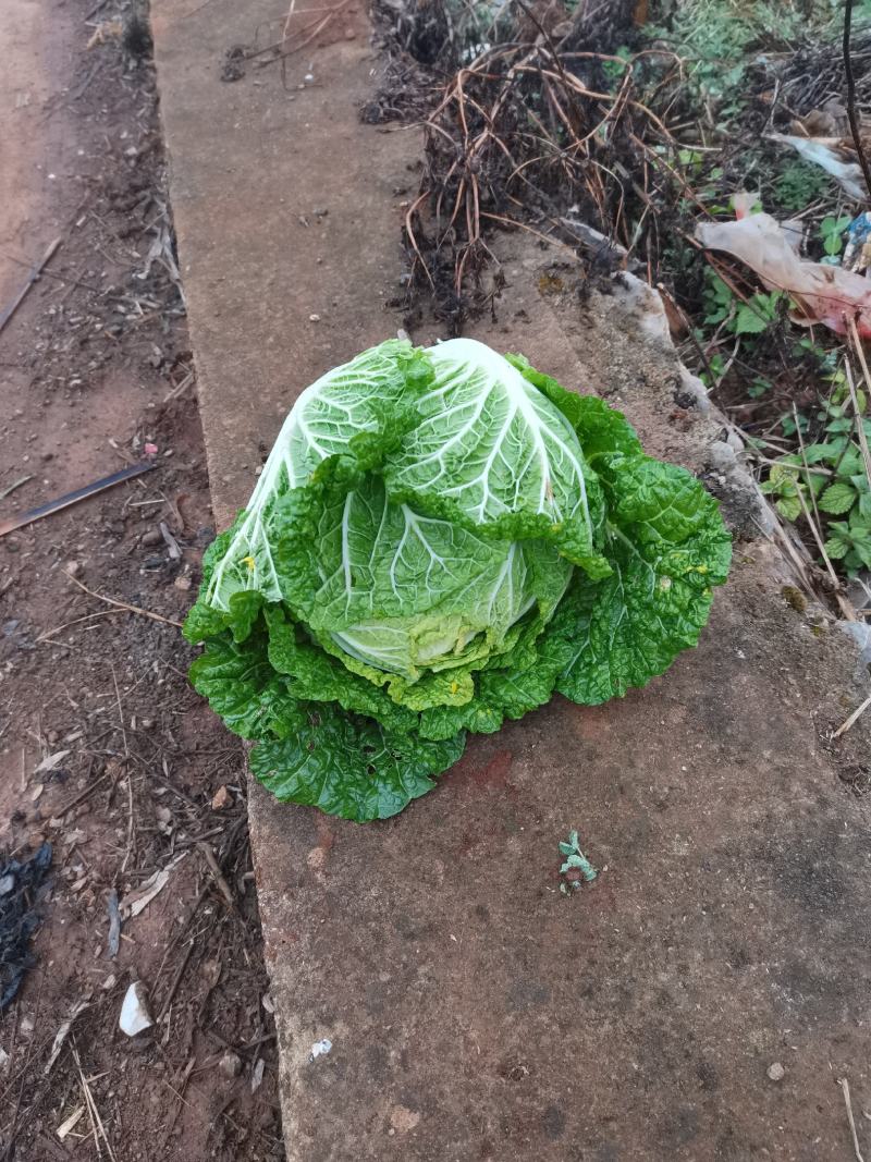 黄心大白菜，欢迎大家采购