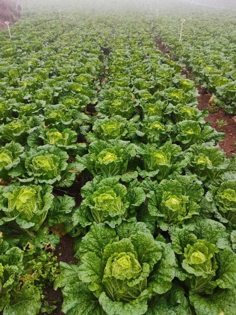 黄心大白菜，欢迎大家采购
