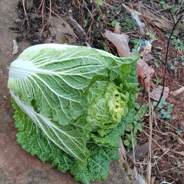 黄心大白菜，欢迎大家采购