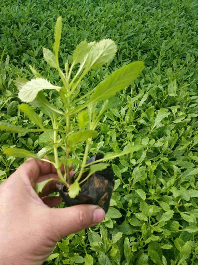 马鞭草，马鞭草苗，柳叶马鞭草，桑托斯马鞭草，马鞭草基地