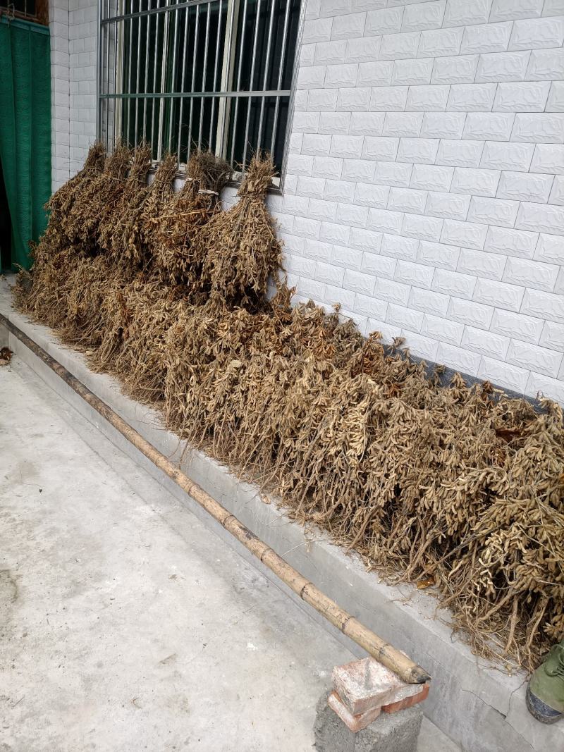 黄豆，黄大豆，高山精品黄豆
