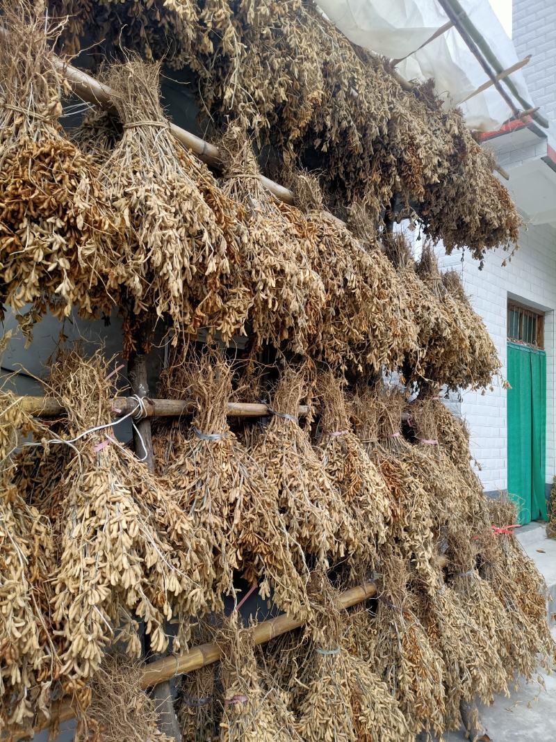 黄豆，黄大豆，高山精品黄豆