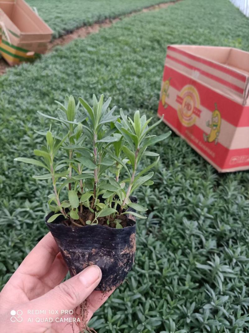 薰衣草，薰衣草杯苗，山东薰衣草，羽叶薰衣草