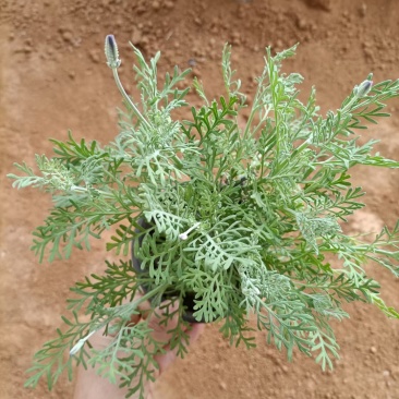 薰衣草，薰衣草杯苗，山东薰衣草，羽叶薰衣草