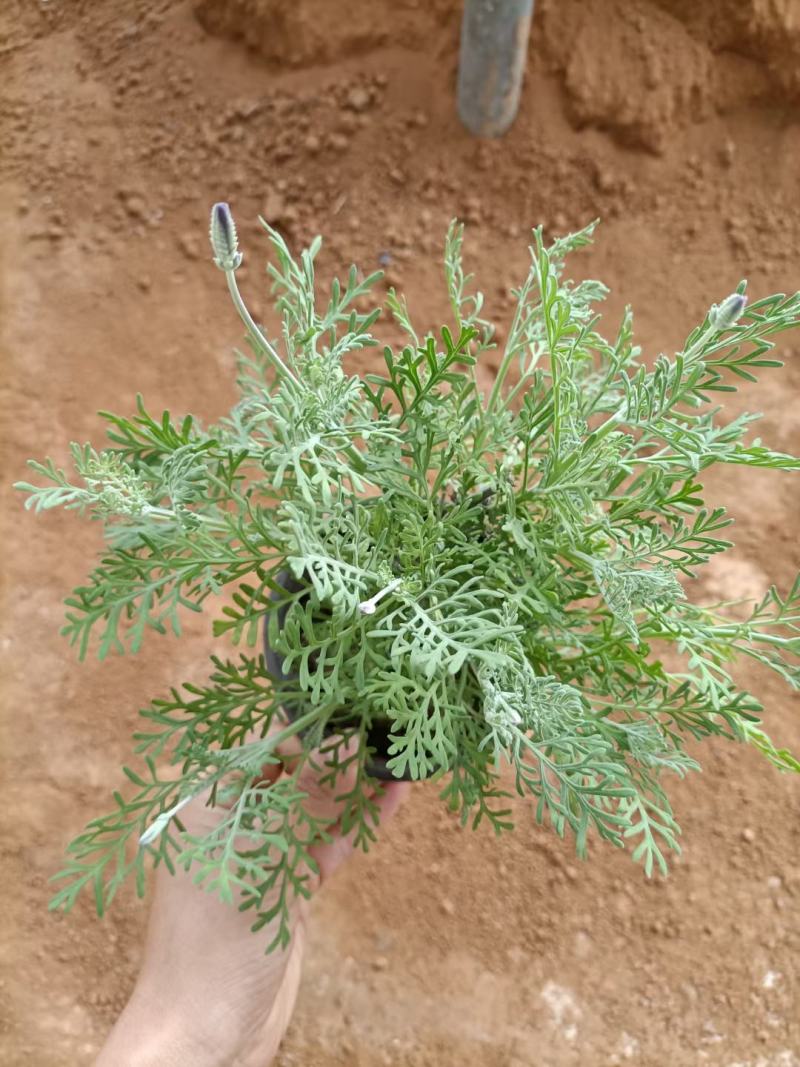 薰衣草，薰衣草杯苗，山东薰衣草，羽叶薰衣草