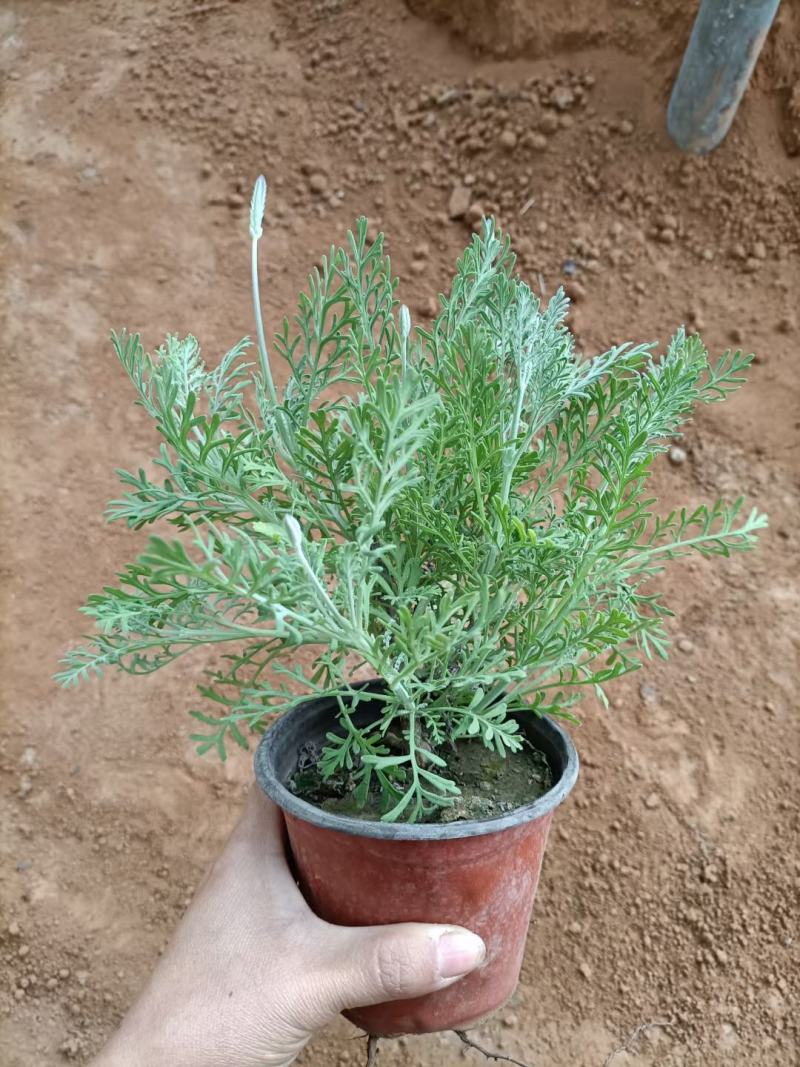 薰衣草，薰衣草杯苗，山东薰衣草，羽叶薰衣草