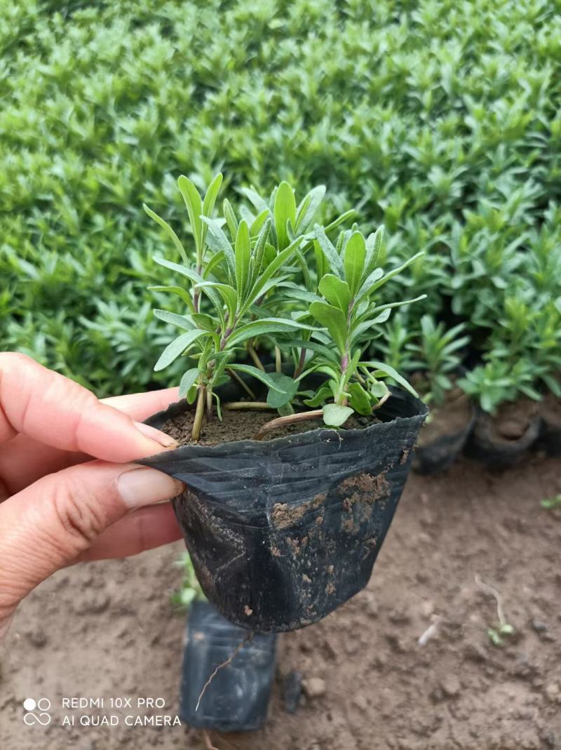 薰衣草，薰衣草杯苗，山东薰衣草，羽叶薰衣草