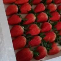 山东东营甜宝草莓大量上市中