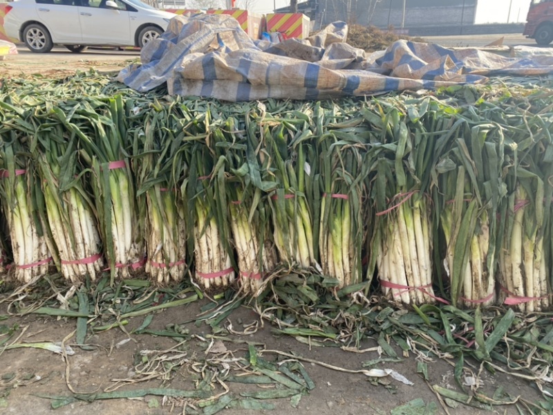 各类品种大葱，精品大葱，长白大葱，精品长白大葱