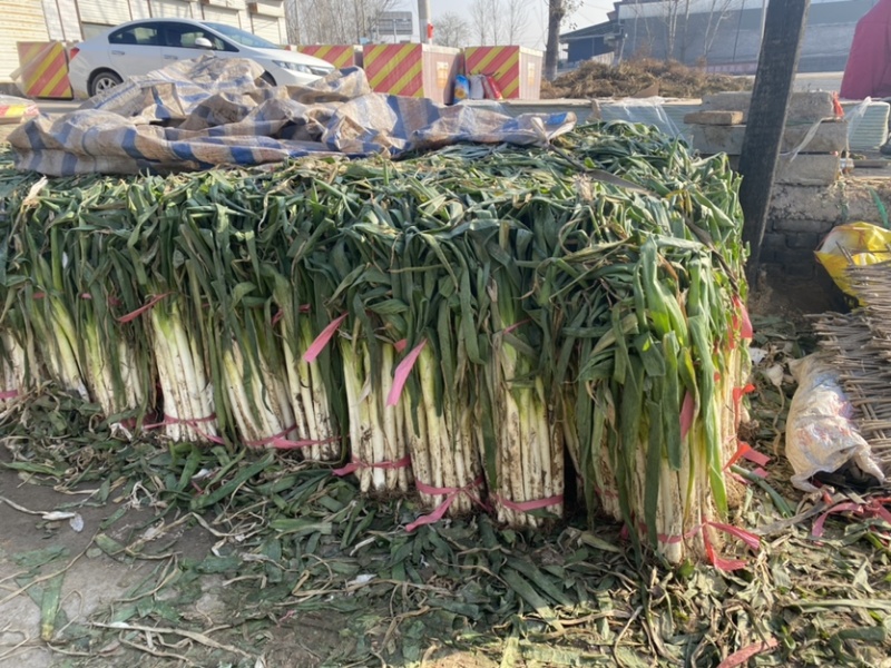 各类品种大葱，精品大葱，长白大葱，精品长白大葱