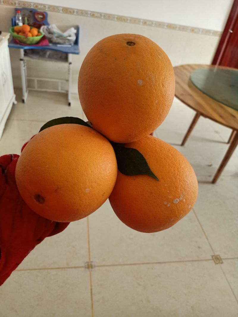 湖北秭归--纽荷尔脐橙