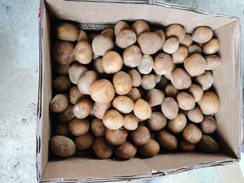 20年现挖恩施富硒新鲜冬季小土豆黄皮黄心马尔科产地直供