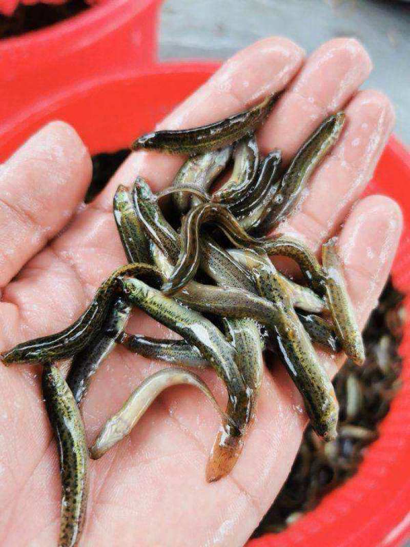 泥鳅苗，台湾泥鳅苗，泥鳅水花，长期供应，欢迎订购，