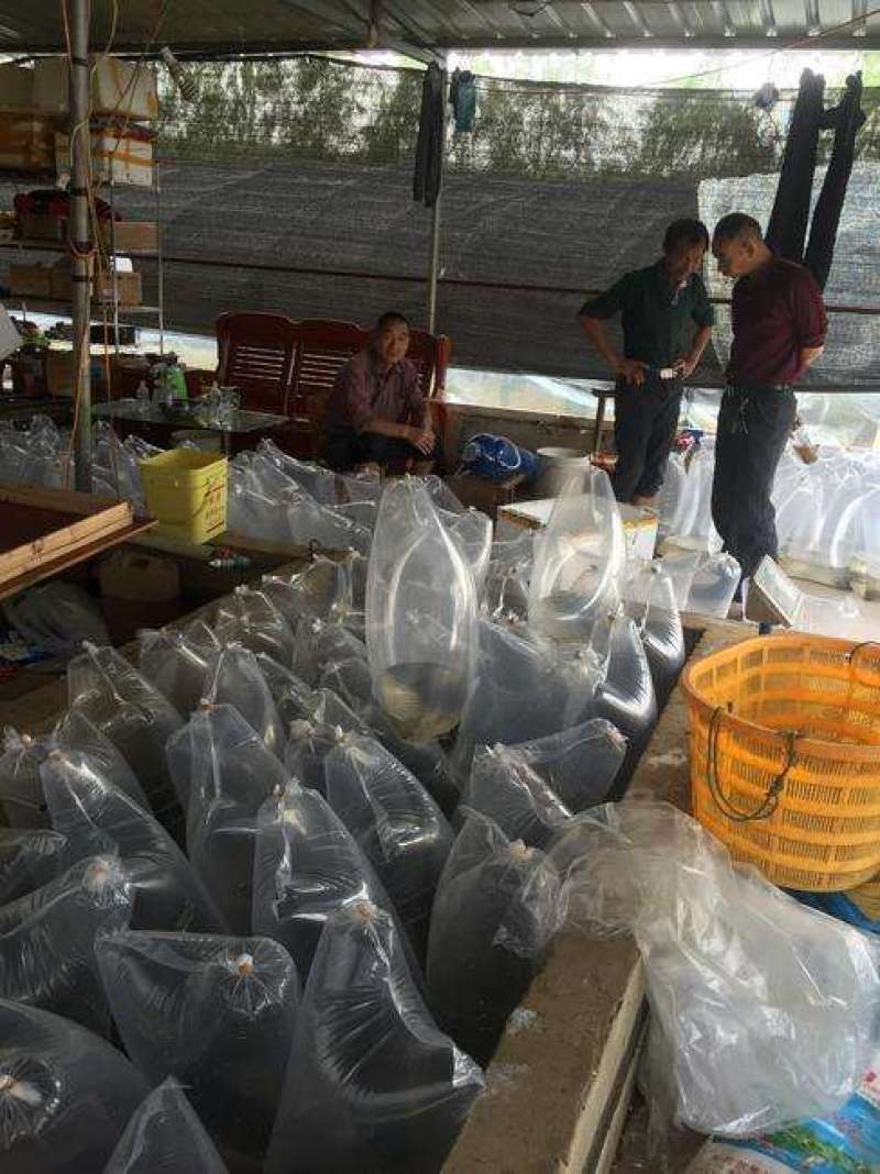 泥鳅苗，台湾泥鳅苗，泥鳅水花，长期供应，欢迎订购，