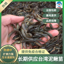 泥鳅苗，台湾泥鳅苗，泥鳅水花，长期供应，欢迎订购，