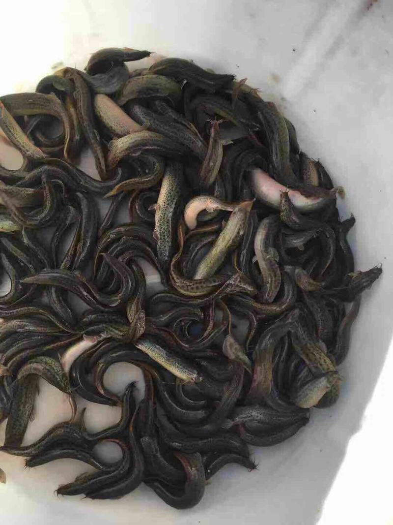 泥鳅苗，台湾泥鳅苗，泥鳅水花，长期供应，欢迎订购，