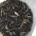 泥鳅苗，台湾泥鳅苗，泥鳅水花，长期供应，欢迎订购，