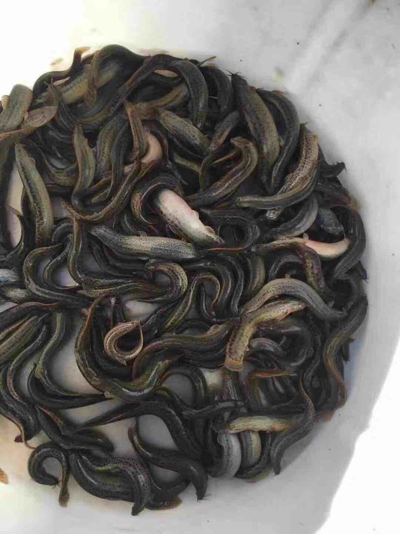 泥鳅苗，台湾泥鳅苗，泥鳅水花，长期供应，欢迎订购，