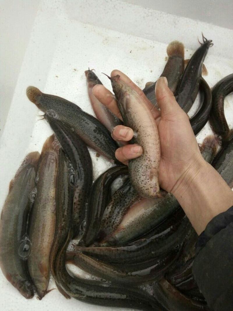 泥鳅苗，台湾泥鳅苗，泥鳅水花，长期供应，欢迎订购，