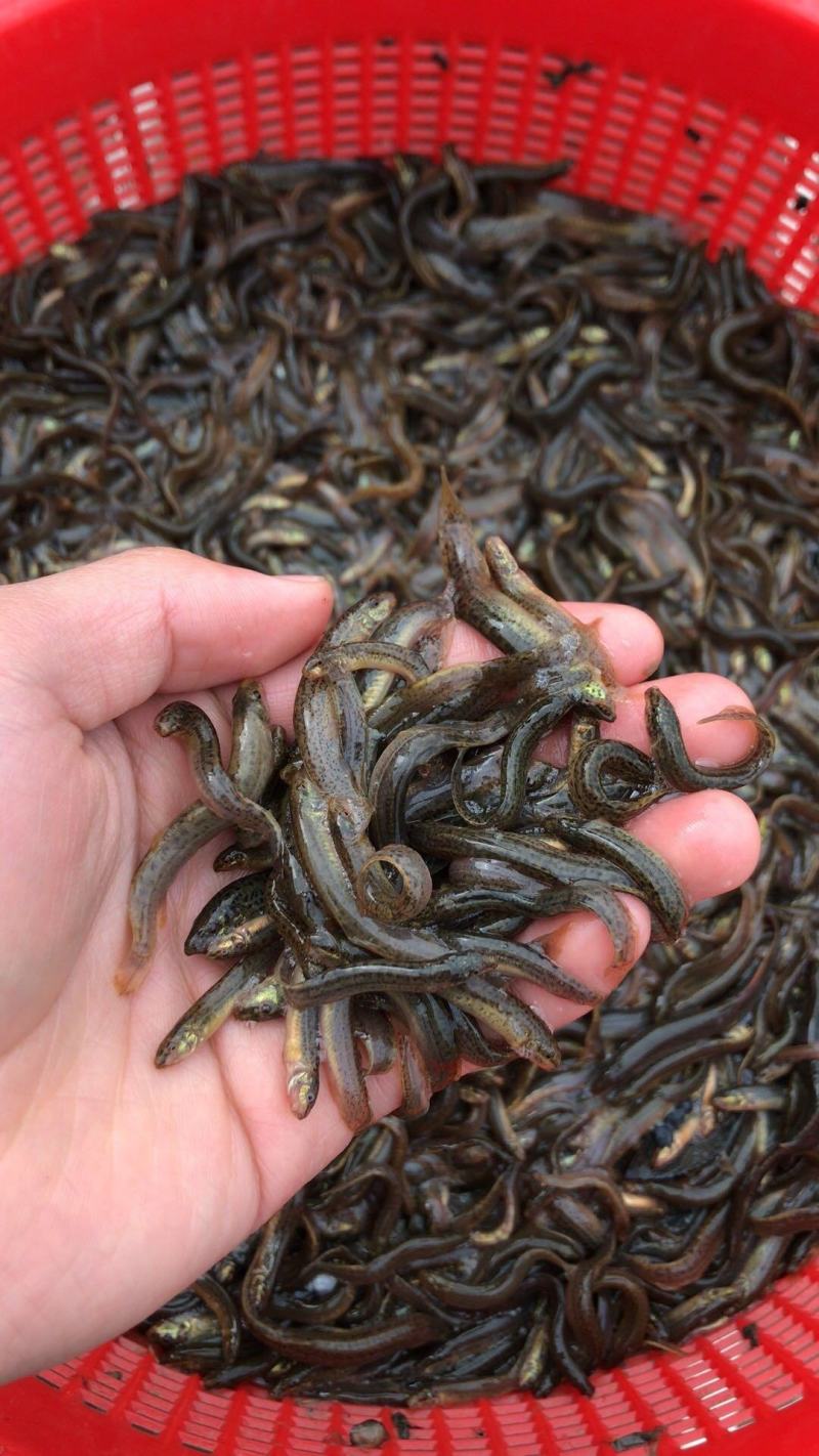 泥鳅苗，台湾泥鳅苗，泥鳅水花，长期供应，欢迎订购，