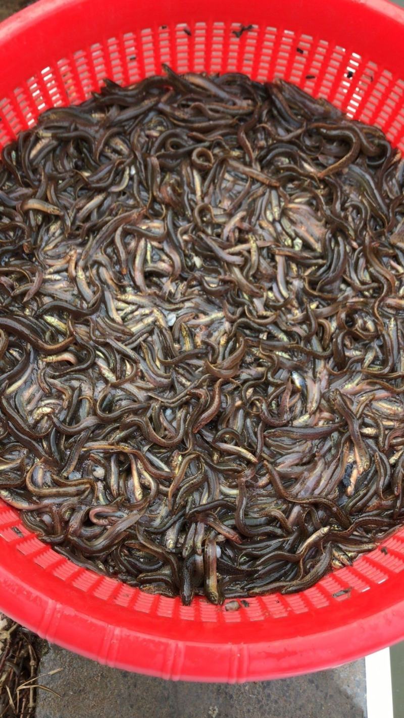 泥鳅苗，台湾泥鳅苗，泥鳅水花，长期供应，欢迎订购，