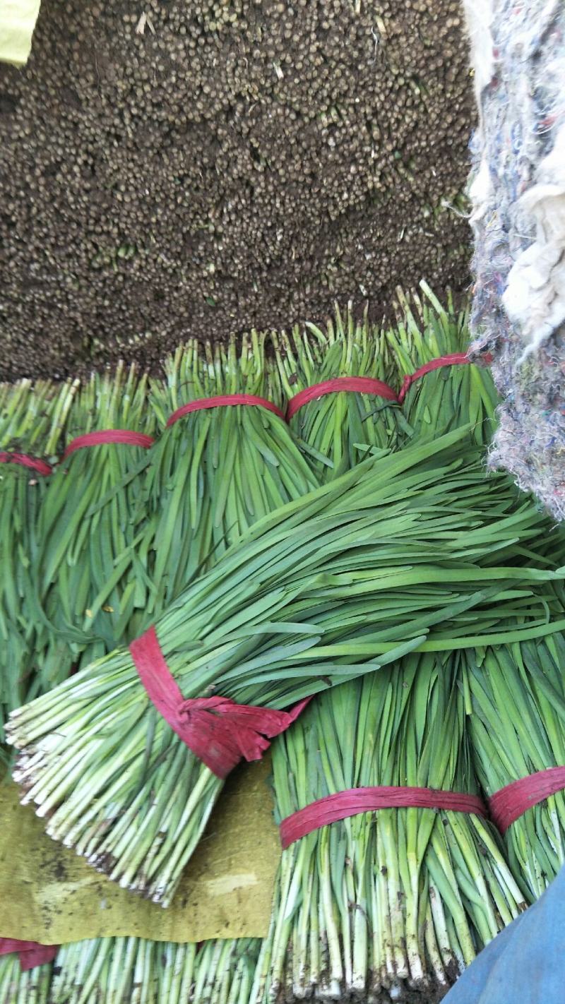 唐山粗根韭菜上市中！