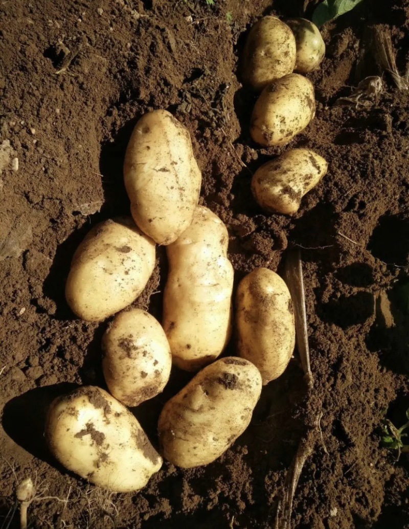 【精品】河南荷兰十五土豆大量上市产地直发货源充足