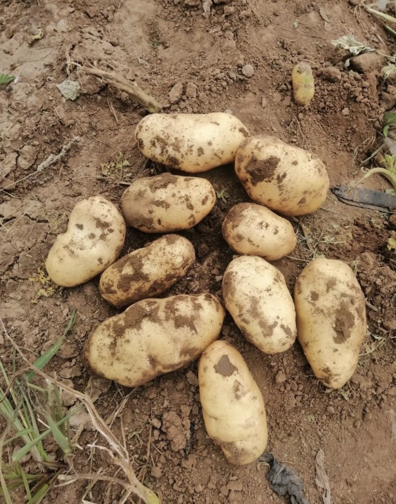 【精品】河南荷兰十五土豆大量上市产地直发货源充足
