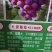 红提葡萄苗,果粒大,果肉脆,色泽艳果实可远途运输长期存储